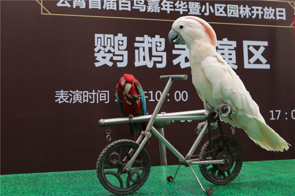 爱游戏全站夏洛特黄蜂训练开放日，国际比赛日遗憾出局引欢呼，葡超在即，训练强度明显提升的简单介绍